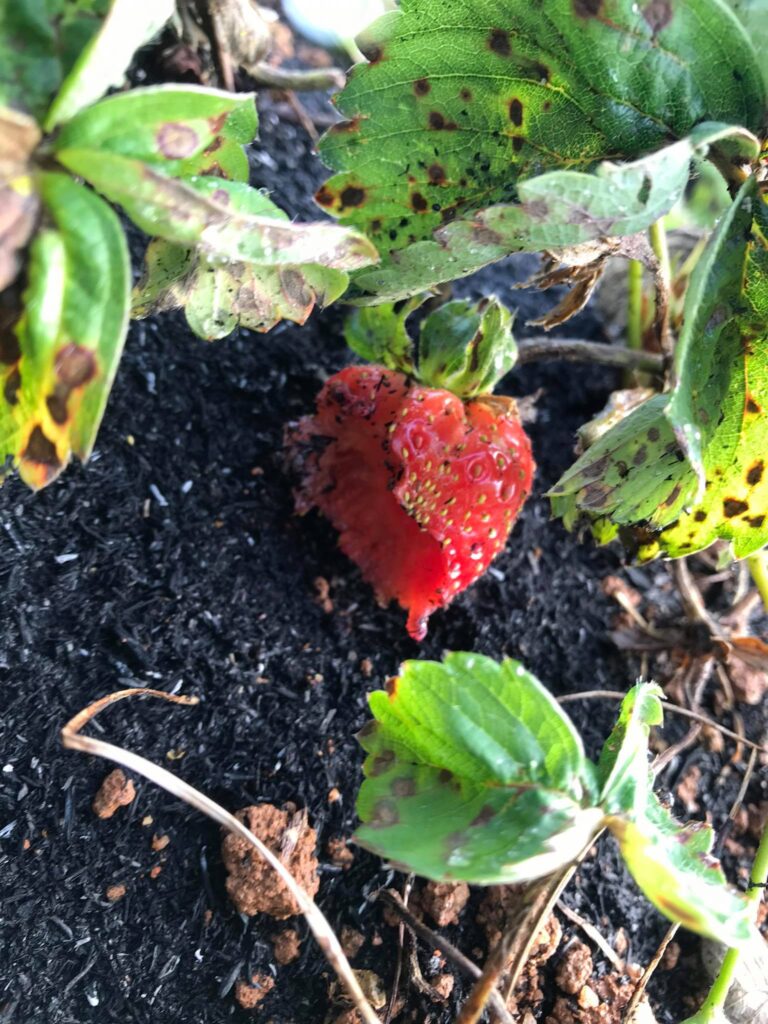 strawberry jam