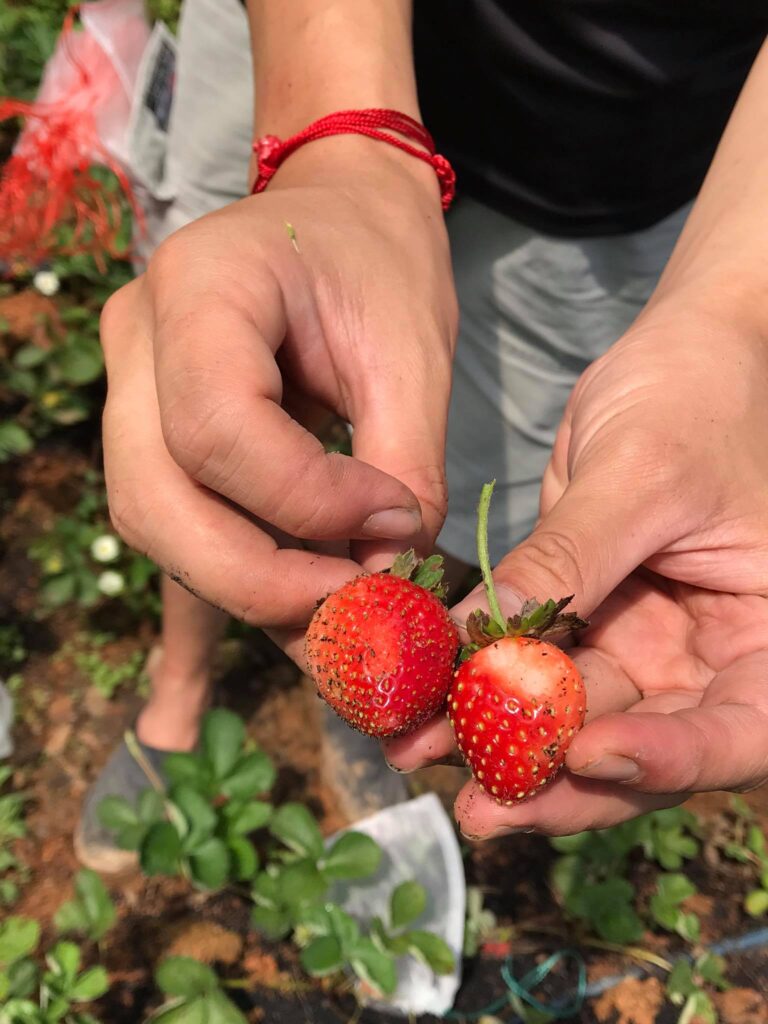 strawberry jam